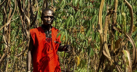 Sustainable agriculture making inroads in the Central African Republic | Africanews