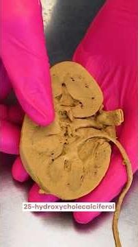 Vitamin D Needs Your Liver & Kidneys For Activation