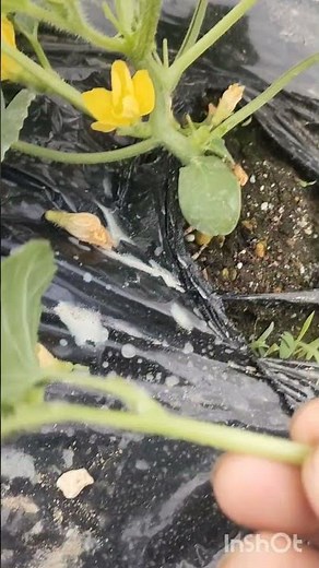 ころたん植え付け整枝、摘芯、花取りメロン栽培美味しいメロンを作る黒マルチ不織布栽培 #家庭菜園 #農業 農園