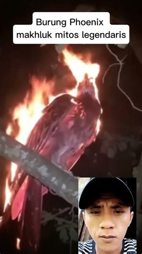 Burung Phoenix Tertangkap Kamera?! Api & Kebangkitan#shorts