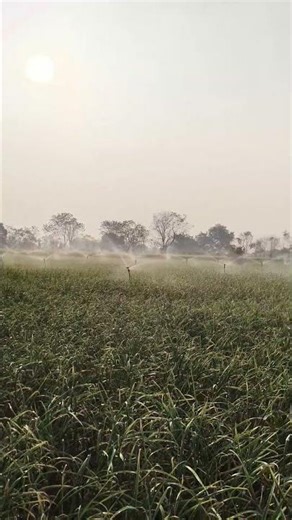 Garlic in india Farming with mini sprinkler system #shorts