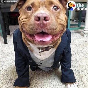 Smiling pit bull..... This is what a pitbull is. Smiling guy... Cesar Millan Pitbulls Smiling Jacks Sweetness CUTE Puppies Pitbulls Pittie Nation | DOG's World News