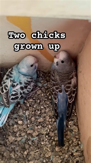 Australian parrots breeding status progress #birds #lovebirds #budgies #parrot