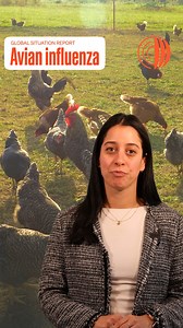 📢 Avian influenza (aka #birdflu) situation update for January 2025: - 144 outbreaks in poultry and 160 in non-poultry birds & mammals across Africa, the Americas, Asia, and Europe. - High impact on poultry: 14.9 million birds died or were culled, mostly in the Americas. - In just four months, the number of poultry outbreaks is already comparable to the entire previous wave (Oct 2023–Sept 2024). - Outbreaks in poultry and non-poultry slightly decreased compared to December, suggesting we may be 