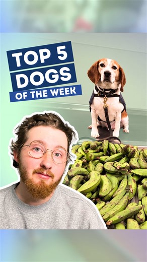 Top 5 Dogs of the Week: Meet Your Favorites!