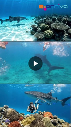 #maldives #whalesharks #snorkeling | Arriva Private Limited