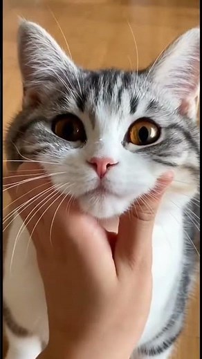 Fluffiest Kittens Compilation: Pure Cat Cuteness Overload & Funny Moments!