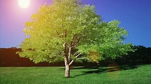 17. Baby Monet (2005)