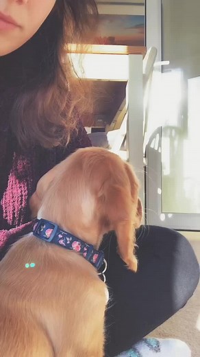 Here’s my mummy everyone #puppy #cockerspaniel #cute #fyp #kisses #inlove