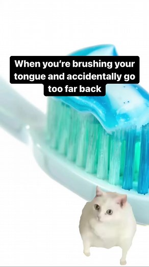 Awkward Cat Memes: The Toothbrush Mishap