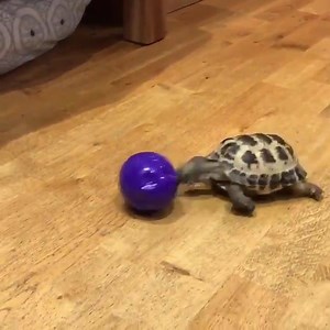 16M views · 1.8K reactions | "My pet tortoise wants to be a dog"  By - Newsflare | LADbible | Facebook
