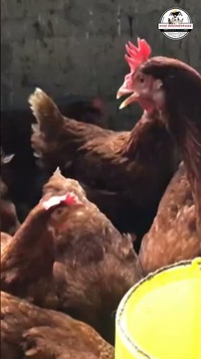 Las 6 mejores gallinas ponedoras de alta postura