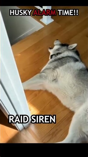 HUSKY ALARM ACTIVATED!!!