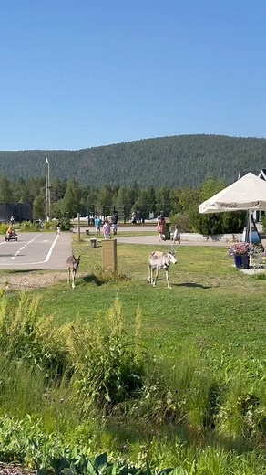 3.9K views · 477 reactions | Our fluffy friends appear when you least expect them… #leviskiresort #levilapland #reindeerwhisperer | Levi Ski Resort | Facebook