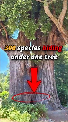 Destroying one tree means losing 300 species #consequences #wildlife