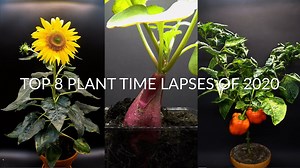 A Collection of Stunning Plant Growing Time Lapses