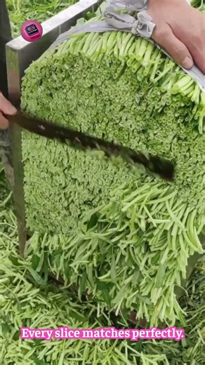 PRECISION SLICING GUIDE — controlled blade path delivers perfectly uniform cuts #CuttingAccuracy