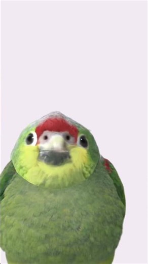 Among us #memes #funny #fypシ #pfp #trend #trend