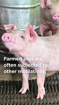 Ear Notching: Learn How and Why the Meat Industry Mutilates Piglets.