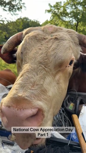 Cow Appreciation Day…. with a bull 🤭 Part 1 #lifewithbrent #thebigboss #husbandandwife #farmfamily #rufusthebull #rubysue #wreckitralph | Lazybcattleco