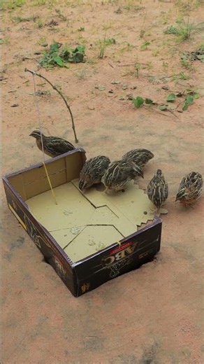 Amazing Quail Trapping Innovation - How to Build an Amazing Bird Trap Underground DIY #shorts