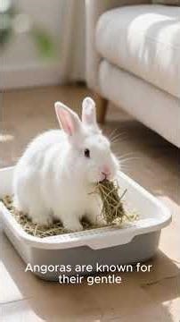 Fluffy Blessings: Angora Rabbit History & Humor #rabbitshorts #angorarabbit #rabbitcare