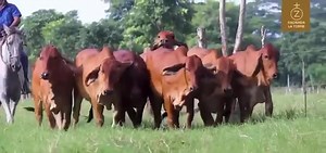 23 reactions | Disponibles para la venta. 7 novillas brahman rojo puras con registro. Edad 17 meses. Peso aproximado 330 kilos. Padre: SB TORREÓN ROJO 161/38 ( L&A millonario 500). Líneas genéticas de 3X He’s Got the look 40/2, MR Fontenot 311, Sting Ray Bisabuelo HK Mister America 61/9. Precio $7.000.000 c/u Ubicadas en Montería Cordoba. Información WhatsApp. wa.me/573208487321 | Rehagronegocios Agromarketing | Facebook