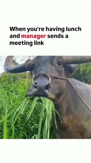 True 😂 #webdevelopment #frontend #backend #javascript #typescript #reactjs #nodejs #codinglife