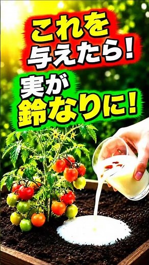 [Tomato Growing] The Magic Fertilizer That Makes Your Tomatoes Grow in Bunches During the Floweri...