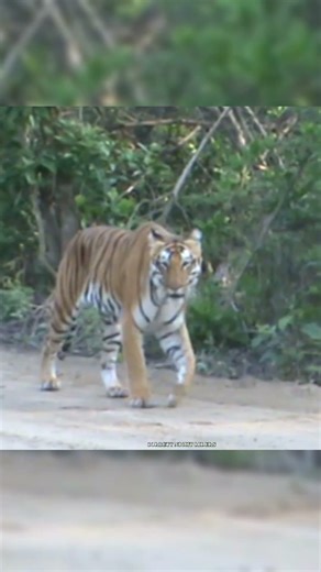 #tiger #shorts #ytshorts #shortsfeed #art #love #nature #jimcorbett