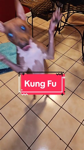 Monty... A little Kung Fu Fighting. Trend guy! #kungfu #fight #fy #trend