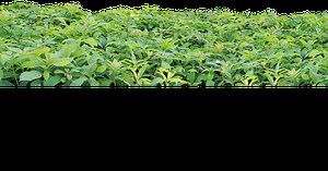 The Nursery - Canacado