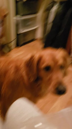 7.2K views · 107 reactions | Max and Molly have been working on new challenges. Open and close the door Max is a rockstar with open but struggled with close and Molly was the reverse. After about 3 days of working on it, Molly finally mastered her fear and opened the door! She was quite excited once she did it a couple of times. | Maxwell Magoo & Molly Mae | Facebook