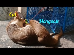 Mongoose and Cat Fight: The Craziest Animal Videos You'll Ever See