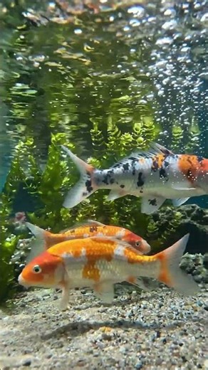 Relaxing Koi Fish Underwater POV | ASMR Natural Water Sounds