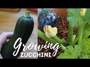 Zucchini in Containers | Bush Zucchini Seed to Harvest | Urban Balcony Garden