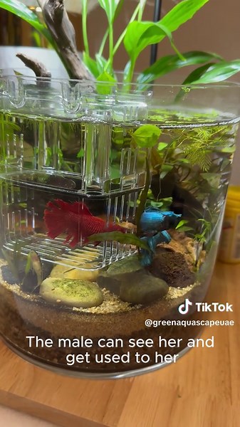 Betta Fish Breeding: Part 2 - The Next Steps #BettaJar # BettaFish #Aquascape #FishTikTok #AquariumHobby #bettaLove #BettaTok #aquarium #اسماك_الزينة