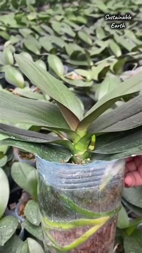 Budidaya Anggrek Bulan yang Menawan