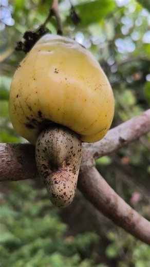 cashew apple/ fruits/nature life #nature #CashewApple