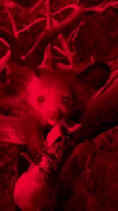 26K views · 2.4K reactions | Aye-ayes Nify and Medea got tamarind...