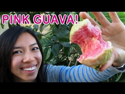 How To Grow Pink Guava