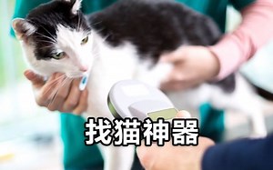 【官方双语】#电子速谈 宠物微芯片的妙用