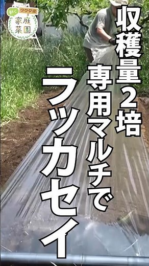 [Home Gardening] Growing Peanuts with Specialized Mulch: Double the Harvest, Fukuda-style Gardeni...