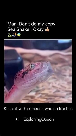 Why Olive Sea Snakes Approach Humans ? 🤔 #ocean #educational