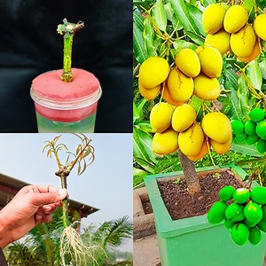 191K views · 1.7K reactions | Water propagation for grow mango plant from cutting || How to grow mango plant | Rana Craft | Facebook