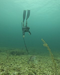 371K views · 5.2K reactions | Kid Spearfishing for Hog Snapper | Ryan Myers Spearfishing | Facebook