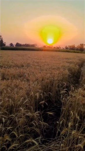 Sustainable Agriculture: Practices for a Greener Future