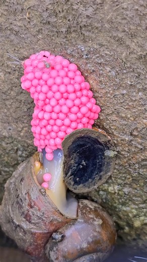 Snail Reproduction: Watch the Egg Laying Process | Tropical Insects World