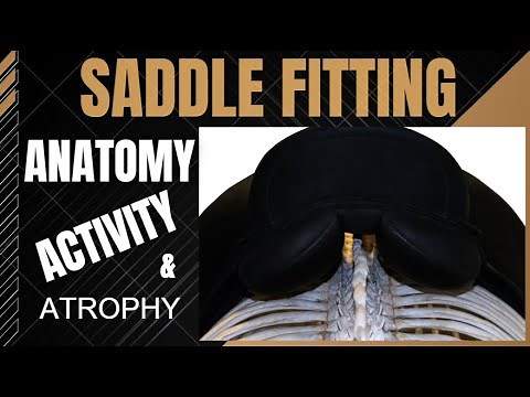 Saddle Fitting: Key muscles, Atrophy and the Sacroiliac Joint. Horse saddle rider.
