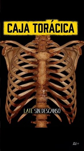 rib cage #anatomy #health #ribcage